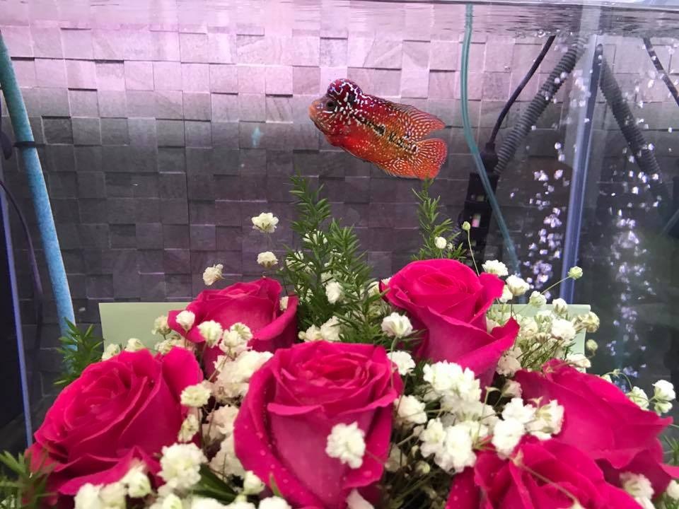 Bó hoa và con cá la hán là món quà ngộ nghĩnh mà diễn viên Lê Khánh đã hài hước tặng cho ông xã Tuấn Khải của mình.