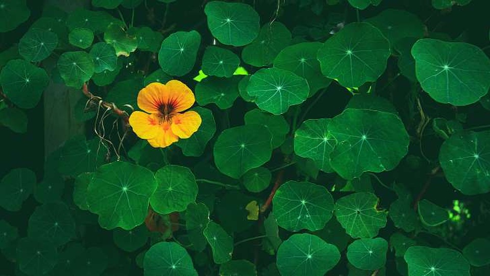 6 dấu hiệu để biết bạn là người hướng nội hay đang lo âu? - 1 6 dấu hiệu để biết bạn là người hướng nội hay đang lo âu? - 1