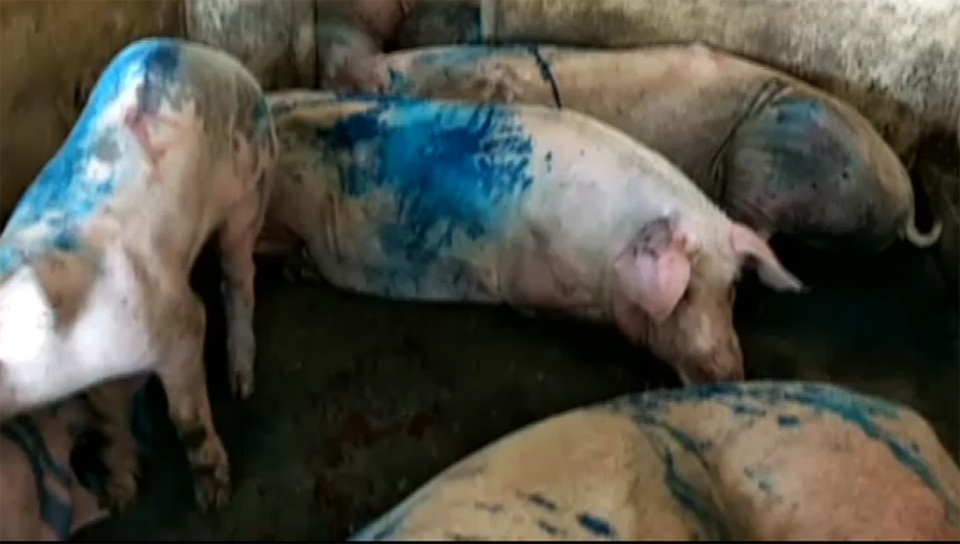 Toàn bộ số lợn bị dịch bệnh lở mồm long móng được phát hiện tại lò giết mổ gia súc tập trung của ông Nam. Ảnh: Đức Quyền.