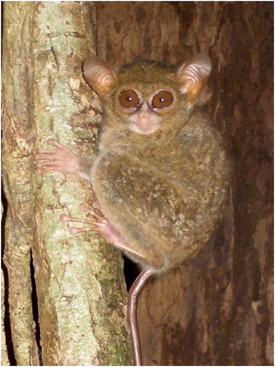 Phát hiện giống khỉ “yêu tinh” mới có thể xoay đầu 360 độ - 1
Loài khỉ Tarsius spectrumgurskyae mới được phát hiện đeo bám trên thân cây tại khu rừng phía đông bắc đảo Sulawesi, Indonesia.