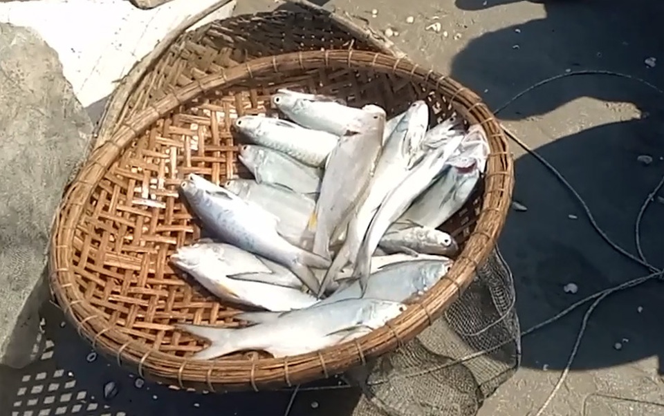 Có “lộc biển” đầu xuân, ngư dân kỳ vọng một năm bám biển nhiều niềm vui - 2 Mớ cá ngứa tươi rói được bà con bán ngay tại biển với giá 300.000 đồng/kg.