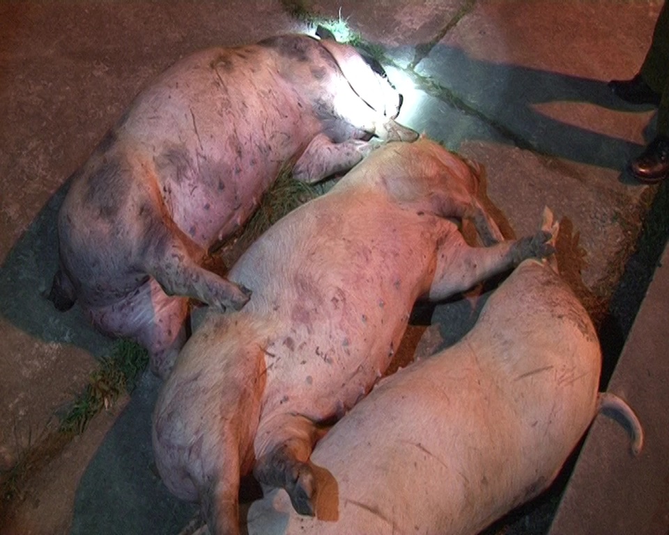 Phát hiện xe ô tô vận chuyển hơn 300kg lợn chết hôi thối - 1 Phát hiện xe ô tô vận chuyển hơn 300kg lợn chết hôi thối - 1