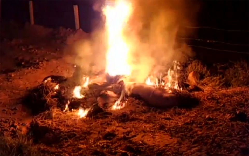 Toàn bộ số lợn dịch được tiêu hủy đêm qua, 6/9. Ảnh: Đức Quyền.