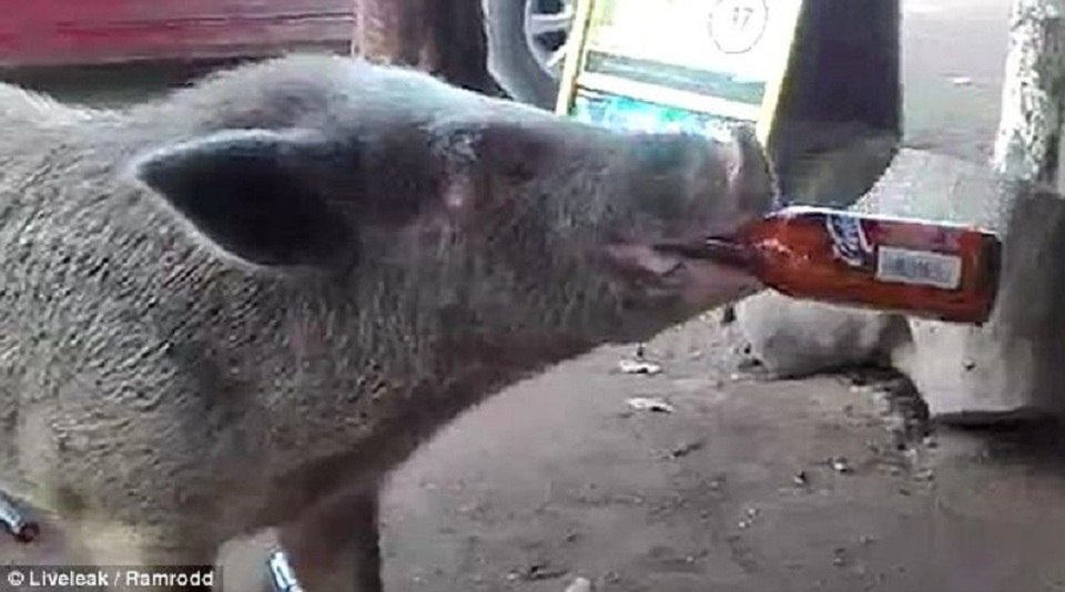 Hài hước cảnh chú lợn tu sạch 3 chai bia trong vài giây - 3 Sau khi chú lợn uống hết bia, một người xem đã cho nó chai bia khác của mình