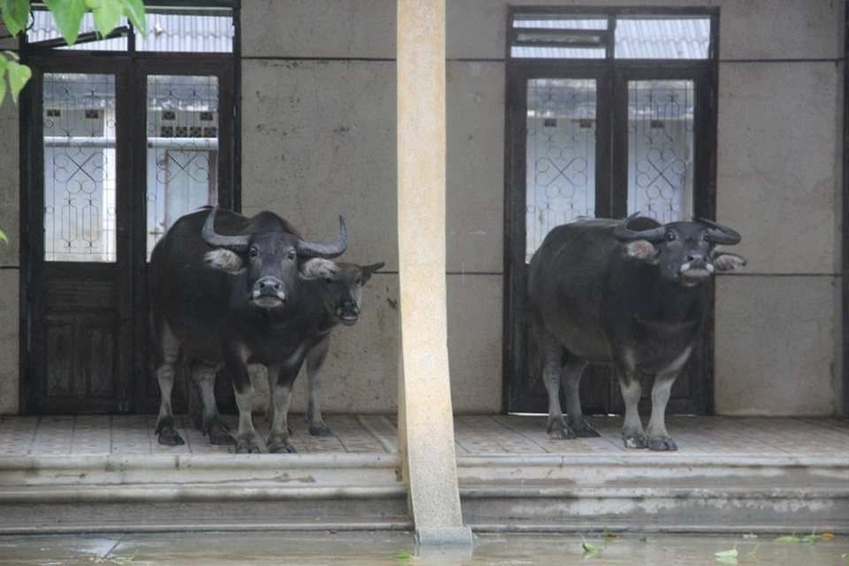 Nước lũ bủa vây, thuyền vẫn chạy đầy... đường - 5 Gia súc của người dân được di chuyển đến khu vực cao ráo