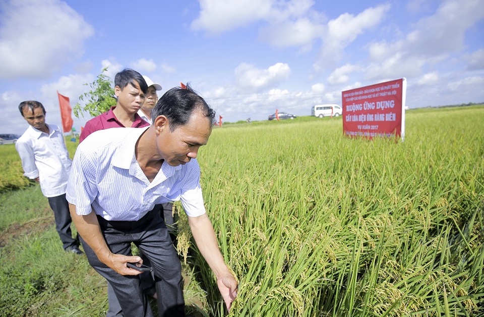 Đột phá về năng suất nhờ cấy lúa hiệu ứng hàng biên - 2
Các nhà khoa học cùng với nông dân các tỉnh Hải Phòng, Hà Nam, Quảng Ninh, Thái Bình tham quan ruộng lúa chuẩn bị thu hoạch của các hộ nông dân tại xã Tam Cường.