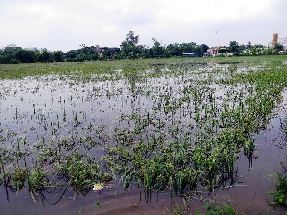 Gần 40.000ha lúa mùa bị ngập sâu, có nguy cơ mất trắng - 1 Nam Định có gần 40.000ha lúa mùa bị ngập sâu