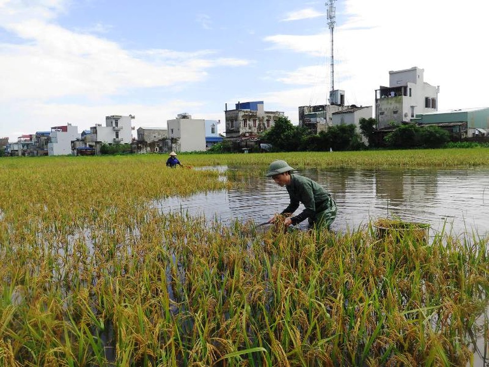 Gần 40.000ha lúa mùa bị ngập sâu, có nguy cơ mất trắng - 2 Người dân chạy đua với nước lũ để thu hoạch