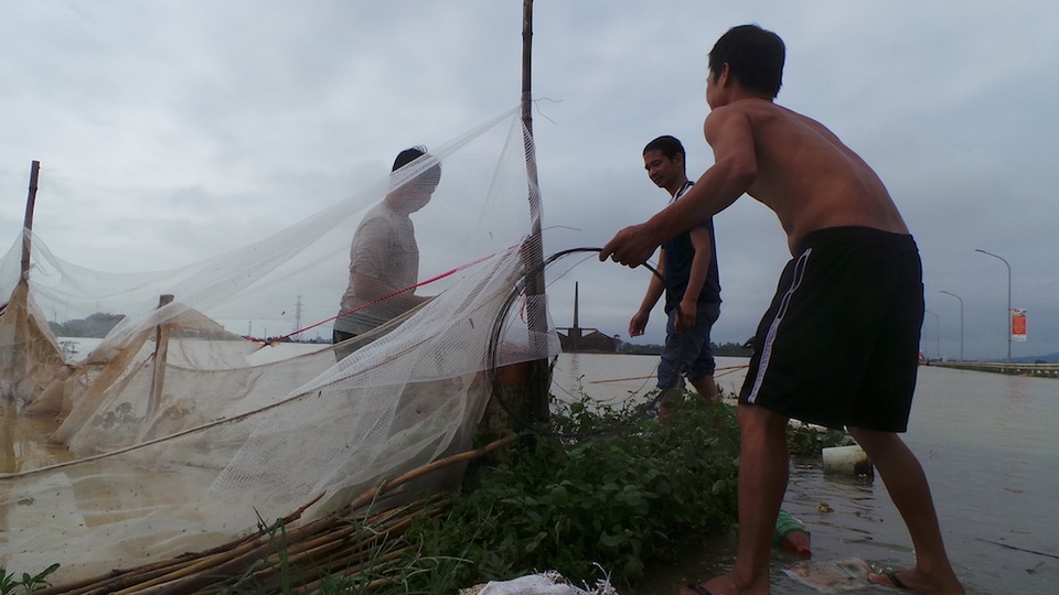 Ngoại thành Hà Nội ngập nặng, đường tỉnh lộ thành nơi... đánh cá - 3
Nước ngập tràn khiến cá trong các ao nuôi thoát ra ngoài khiến nhiều hộ nuôi phải vất vả giăng lưới che chắn.
