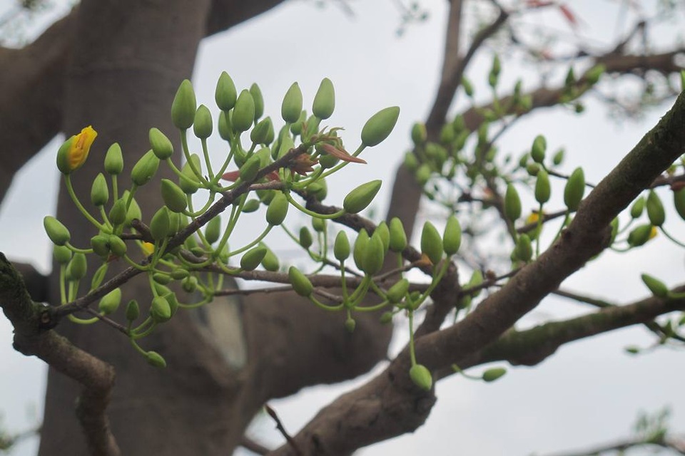 Chợ hoa "gây sốc" với nhiều cây mai tiền tỷ - 7 ...búp to, hoa đều, đẹp