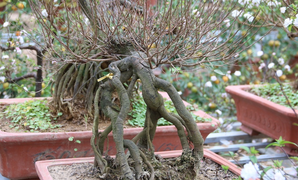 Vẻ đẹp tinh khiết của loài hoa đẹp nhất trong "thập đại danh hoa" - 8
Để có được một cây mai ưng ý người chơi là cả một quá trình dầy công chăm sóc. Việc đầu tiên là phải lặn lội tìm mua ở nhiều nơi sau đó mang về ương cấy, uốn nắn rồi thời tiết. Không phải trồng cây nào là sống và ra hoa cây đó.