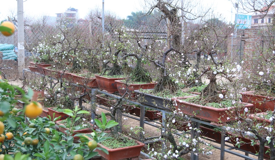 Vẻ đẹp tinh khiết của loài hoa đẹp nhất trong "thập đại danh hoa" - 1
Những năm gần đây, đào Nhật Tân, quất Tứ Liên không phải là loại hoa cảnh chơi tết duy nhất của người dân Hà Nội. Bên cạnh hai loại cây này còn có mai trắng, mới xuất hiện trên thị trường cây cảnh tết được một vài năm trở lại đây, được khá nhiều người chú ý. Loại hoa này còn có một vẻ đẹp rất riêng.