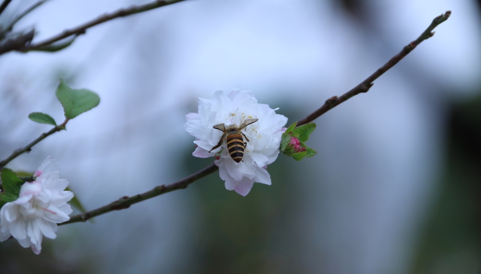 Vẻ đẹp tinh khiết của loài hoa đẹp nhất trong "thập đại danh hoa" - 7
Để hoa đẹp rực rỡ thì thời tiết mưa phùn gió bấc là thích hợp nhất. Lúc đó, bông sẽ trắng tinh, nở bung to, lâu tàn và mang hương thơm dịu ngọt. Còn khi trời nắng, hoa bị nở ép, không trắng và không có vẻ đẹp căng tràn nhựa sống.