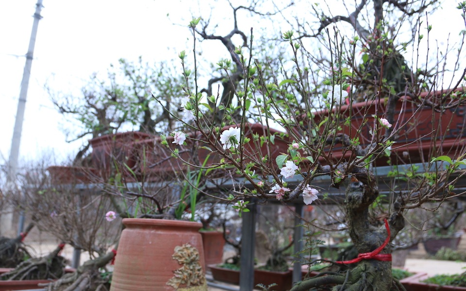 Vẻ đẹp tinh khiết của loài hoa đẹp nhất trong "thập đại danh hoa" - 9
Mỗi gốc mai trắng từ khi trồng đến khi chơi được ít nhất phải có 4 năm tuổi. Trong đó, 3 năm dưới đất, 1 năm lên chậu. Trồng và chăm sóc mai trắng khó gấp nhiều lần trồng đào, quất, thậm chí khó hơn tất cả những loại cây cảnh khác. Để tạo ra một chậu mai trắng ưng ý phải mất cả năm trời chăm sóc. Nếu trong quá trình chăm bón để cây gặp sương muối hay gặp thời tiết khắc nghiệt xem như hỏng.