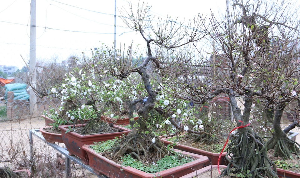 Vẻ đẹp tinh khiết của loài hoa đẹp nhất trong "thập đại danh hoa" - 10 Khác với mai vàng phương Nam, mai trắng là loài hoa thuộc bộ tứ quý Tùng - Cúc - Trúc - Mai vốn nổi tiếng trong dân gian và thi ca. Chính vì sự quý hiếm nên ngày xưa chỉ những người sành chơi mới có được cây mai này trong dịp Tết.