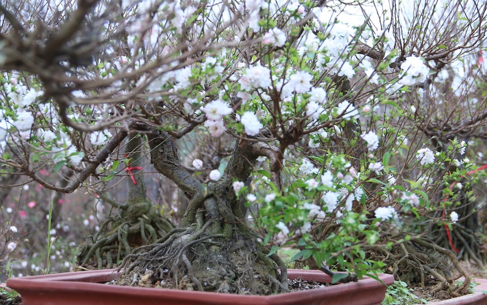 Vẻ đẹp tinh khiết của loài hoa đẹp nhất trong "thập đại danh hoa" - 4
Theo một chủ vườn hoa, đối với hoa mai trắng, nếu trời nắng ấm sẽ chuyển sang màu trắng tinh, còn trời lạnh sẽ chuyển sang mầu hồng hoặc mầu đỏ. Hoa mai trắng là loại hoa có thể chơi được khá lâu, thời gian hoa nở cho đến khi tàn khoảng từ 1 đến 2 tháng.