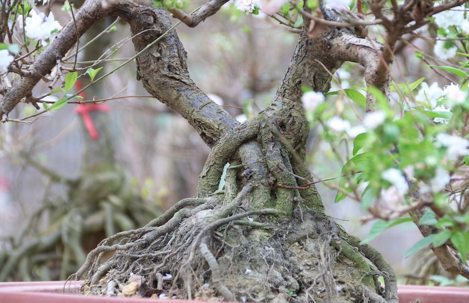 Vẻ đẹp tinh khiết của loài hoa đẹp nhất trong "thập đại danh hoa" - 5
Hoa mai trắng đẹp ở bộ rễ, thêm vào đó là những bông hoa to trắng muốt sẽ lấy được lòng người chơi hoa cảnh. Cây mai vốn thân mảnh khảnh, với những người trồng mai có kinh nghiệm sẽ không để cho ra nhiều lá. Mùa hè phải chú ý đến sâu bệnh, việc uốn thế phải mất cả năm mới vào được thế, một năm cắt tỉa chỉ hai lần.