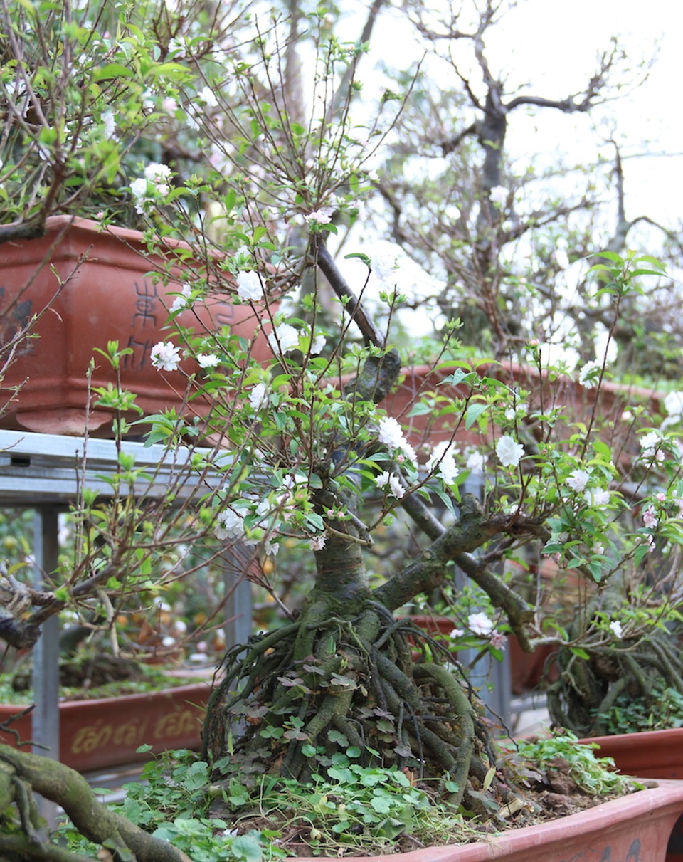 Vẻ đẹp tinh khiết của loài hoa đẹp nhất trong "thập đại danh hoa" - 3
Hoa mai trắng hay còn được gọi là nhất chi mai. Loài hoa này được đánh giá là đẹp nhất trong thập đại danh hoa, vừa khan hiếm, vừa khó trồng, vừa kén người chơi. Hiện tại ở Nhật Tân có khoảng 10 gia đình đang trồng và phát triển loại hoa mai trắng này.