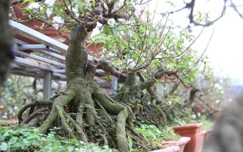 Vẻ đẹp tinh khiết của loài hoa đẹp nhất trong "thập đại danh hoa" - 2
Một chủ vườn mai ở Nhật Tân cho biết với những gốc mai có tuổi thọ 10 năm trở lên, thế đẹp, hoa nụ đều, hiện đang có giá lên tới 30 triệu đồng một cây. Nếu khách hàng có nhu cầu thuê cây về chơi tết thì giá sẽ giảm đi khoảng 2 đến 3 phần. Để có được những gốc mai trắng quý hiếm như thế này chủ vườn đã phải mò mẫm đi khắp đây đó như Nam Định, Ninh Bình, Hà Nam mới có thể tìm được.