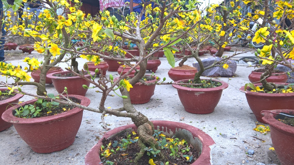 Mai vàng tấp nập ra Bắc "ăn Tết" sớm - 2 Điểm tập kết của mai vàng chủ yếu là cây kiểng nhỏ