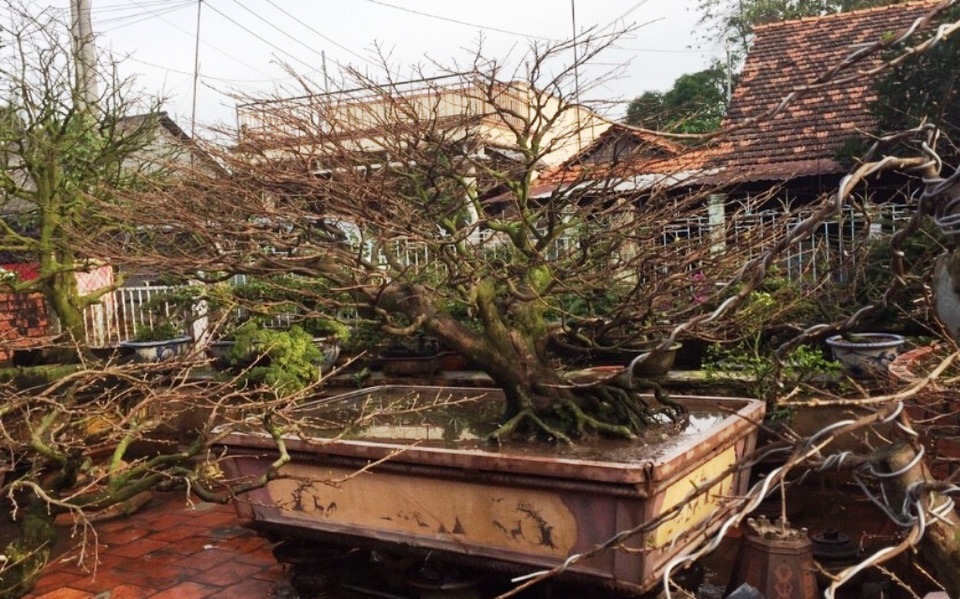 Gà đuôi dài 6 tấc, mai tán rộng 3,5 mét "khoe dáng" tại hội hoa xuân - 6 Chậu mai nặng 2,5 tấn ở cù lao Bác Tôn (Long Xuyên, An Giang) được vận chuyển qua cầu khỉ trước khi được đưa về TPHCM