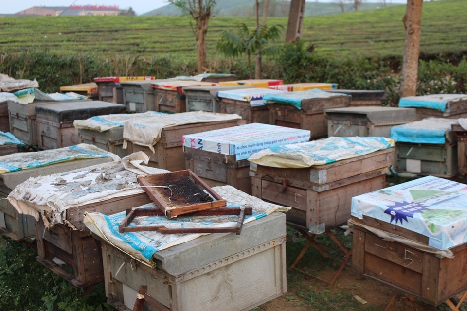 Vào thời điểm này, trên cao nguyên Mộc Châu phải có đến gần 100 trại lớn nhỏ, có trại nuôi đến 200, 300 đàn ong.
