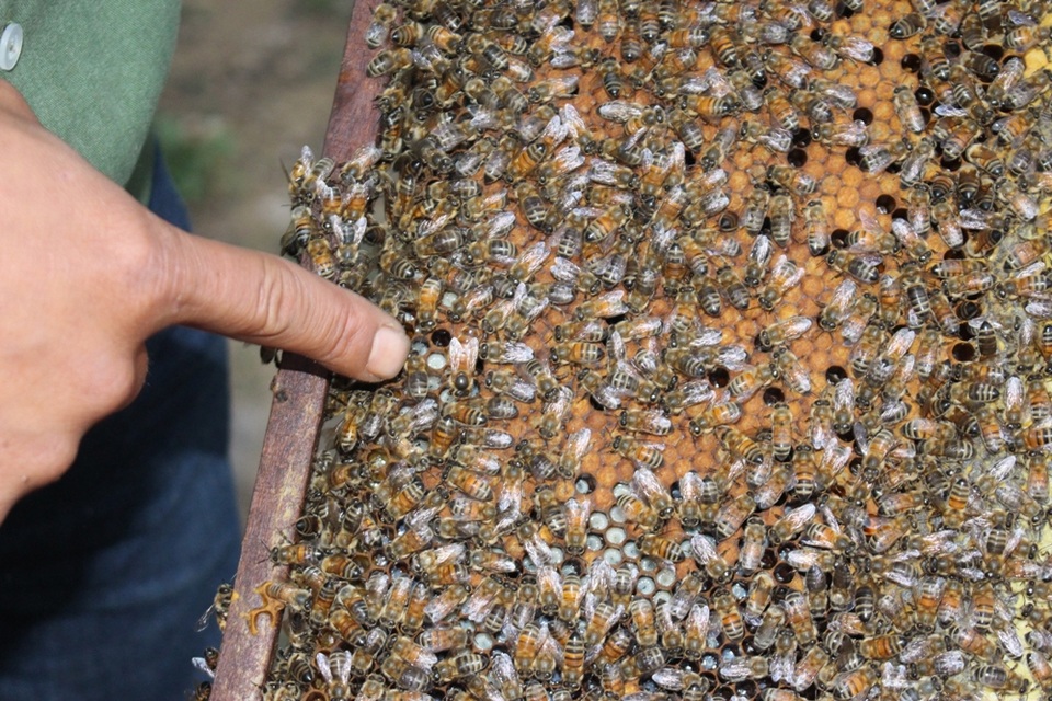 Mỗi một thùng có một con ong chúa. Ong chúa nó to hơn hẳn ong thợ và có màu đậm hơn, làm nhiệm vụ sinh sản và điều hành toàn bộ tổ. Việc giao phối của ong chúa được thực hiện ngay từ khi người nuôi tạo xong ong. Sau lần đó, ong chúa không bao giờ ra khỏi tổ, trừ khi nó chết. Nếu ong chúa ra khỏi tổ, toàn bộ đàn ong cũng sẽ bay theo. Sau mỗi mùa nhãn, người nuôi ong sẽ thay ong chúa một lần.