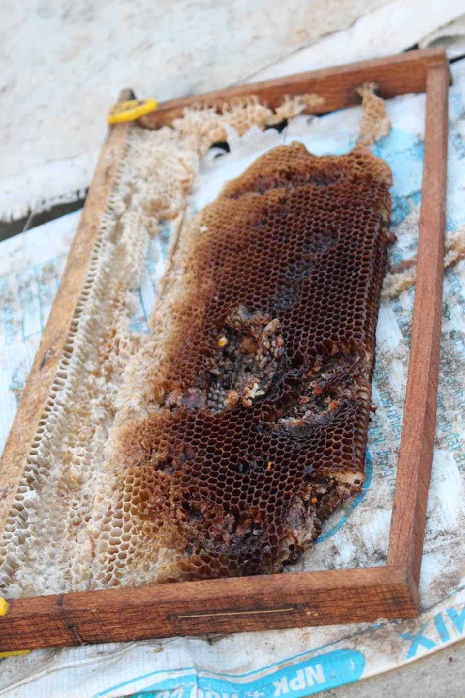 Tấm bánh tổ (cầu) trước hết được người nuôi xây nền, căng dây thép. Ban đầu, tấm bánh tổ chỉ mỏng như tờ giấy, nhưng sau đó ong tự xây tiếp thành tấm to, dày.