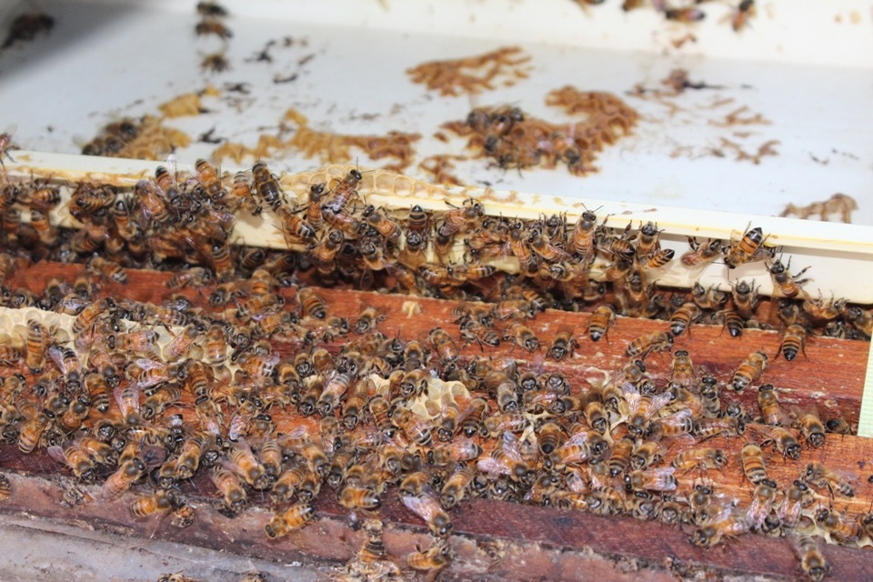 Có 4 mùa khai thác mật ong, tùy theo từng loài cây có trong thiên nhiên. Khoảng thời gian đầu năm, người nuôi ong sử dụng hoa cỏ lào (dân gian gọi là cây chó đẻ). Loài hoa này có màu tím, mọc sát dưới đất, xuất hiện nhiều vào tháng 12, nhất là dịp cận Tết. Loài hoa này tiết ra khá nhiều mật, là loại thức ăn lí tưởng cho ong. Người nuôi ong phải đi lấy hoa từ tháng 12 và tích trữ để làm nguồn thức ăn.