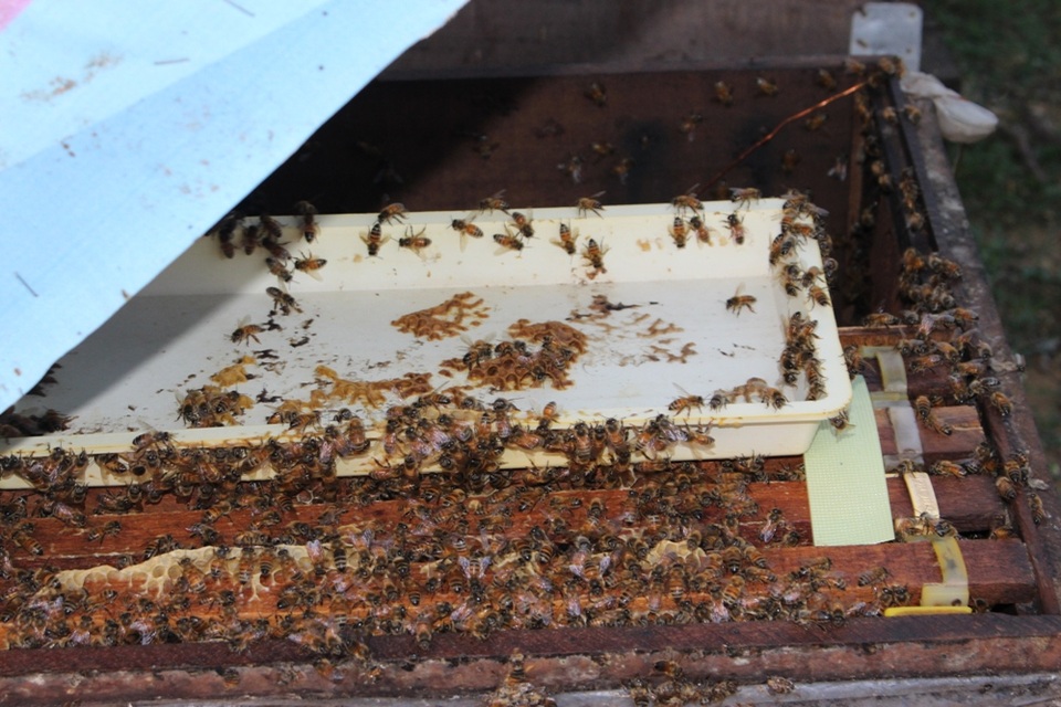 Mùa đông ong ở yên trong nhà của chúng. Còn mùa hè, ban ngày ong bay đi khắp nơi tự thụ phấn. Đến tối, chúng lại kéo nhau trở về đúng tổ của mình. Nếu “lạc” sang đàn khác, con ong đó sẽ bị cắn chết.