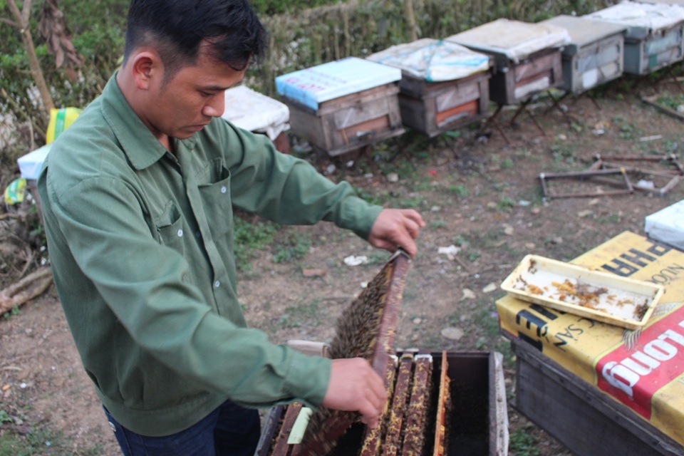 Nhiều người nghĩ nuôi ong không tốn kém vì chúng có thể tự thụ phấn. Nhưng có làm mới biết cái vất của người nuôi ong. Đây là thời điểm “dưỡng”, lấy đủ quân (ong) để đi lấy mật nên người nuôi ong phải thúc cho ong ăn bằng cách mua đường, mua phấn.