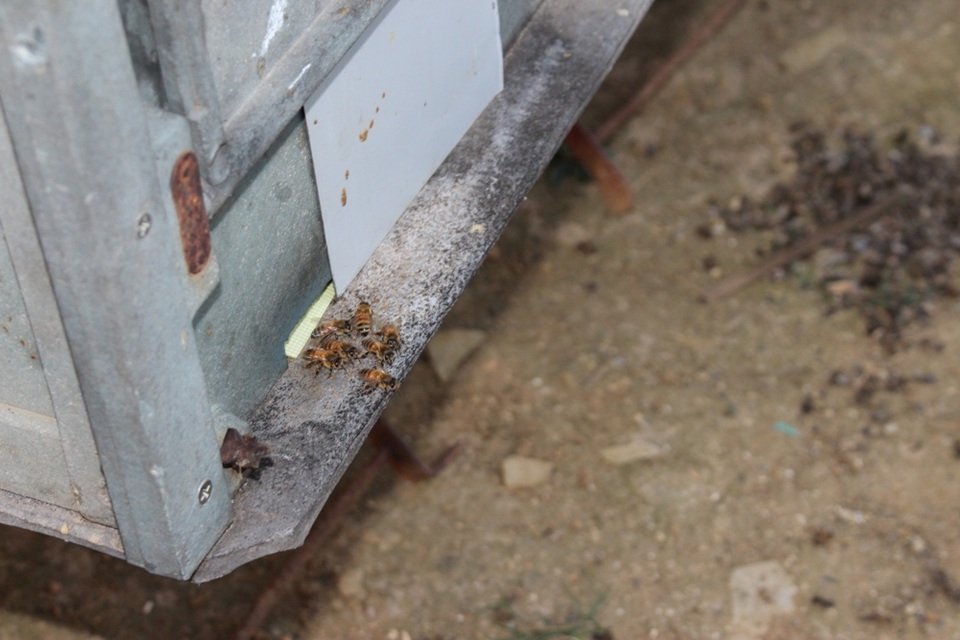 Mỗi thùng có một lỗ nhỏ, chỉ vừa đủ để ong chui ra, chui vào.