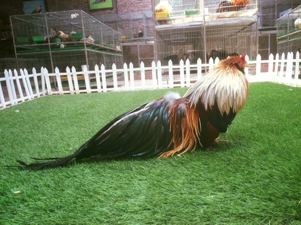 Gà Tân châu có vóc dáng gần giống với gà rừng nhưng nhỏ con, thấp, chân ngắn và có các màu cơ bản như: chuối, nhạn, khét, bông, ô đen và ngũ sắc… Một con gà đẹp phải có thân hình cân đối, hài hóa, thần sắc nhanh nhẹn. Đặc biệt, bộ đuôi dày, kéo dài chạm đất và độ cong không quá 30 độ.