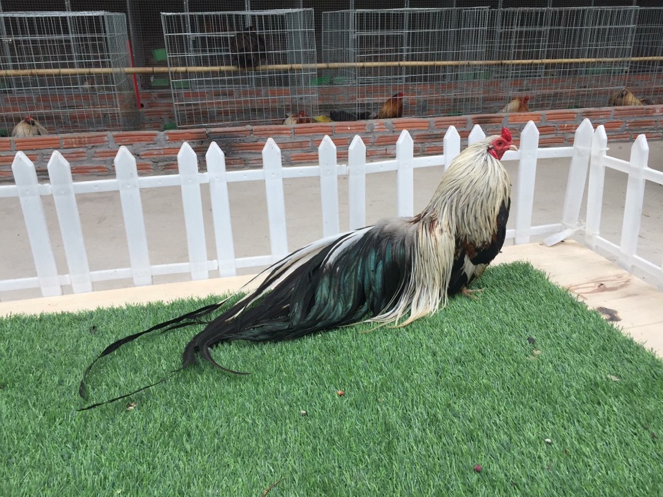 Sở dĩ gà Tân Châu được nhiều tay chơi săn lùng làm gà cảnh bởi chúng có sức đề kháng tốt, lại có bộ lông sặc sỡ và đuôi phụng vĩ dài thướt tha nên rất bắt mắt. Chủ trang trại này cho biết, gà Tân Châu càng có bộ lông độc, đẹp càng được định giá cao, thậm chí đã từng có những con gà được định giá lên tới cả trăm triệu. Trong ảnh là gà Tân Châu màu khét chuối 12 tháng tuổi được mệnh danh là viên ngọc tý hon bởi tuy có dáng vẻ bé, nhỏ gọn song màu lông sặc sỡ, thần thái bệ vệ của nó không khác gì những con gà trưởng thành.