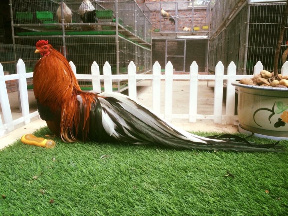 Một con gà Tân Châu có bộ đuôi dài gần 1m màu khét điều.
