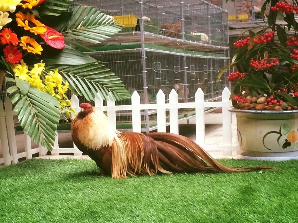 Đa phần những con gà Tân Châu trong trang trại của Nam đều được đích thân anh đi tuyển chọn từ nhiều nơi hoặc tự tiến hành nhân giống nên chúng đều có hình dáng bắt mắt và màu lông độc, lạ như: gà màu lông điều, gà lông nhạn trích hay một số loại gà lông xám thuộc vào hàng “hiếm có” trên thị trường.