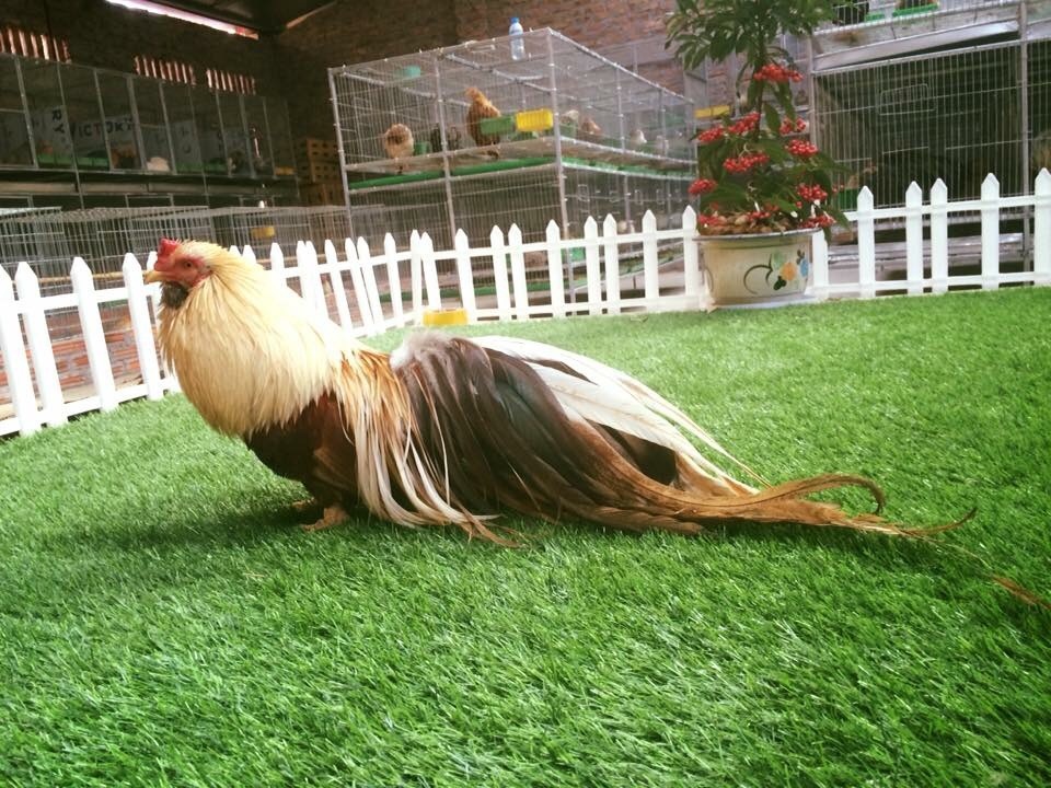 Theo dân chơi sinh vật cảnh, riêng phần lông đuôi của gà Tân Châu phải có đủ 3 lớp là lông phủ, lông chúa và lông đỡ, có độ cong xoè đều mọc chênh chếch. Đặc biệt bộ lông phải dài, dày có nhiều màu sắc khác nhau tạo nên vẻ oai vệ.