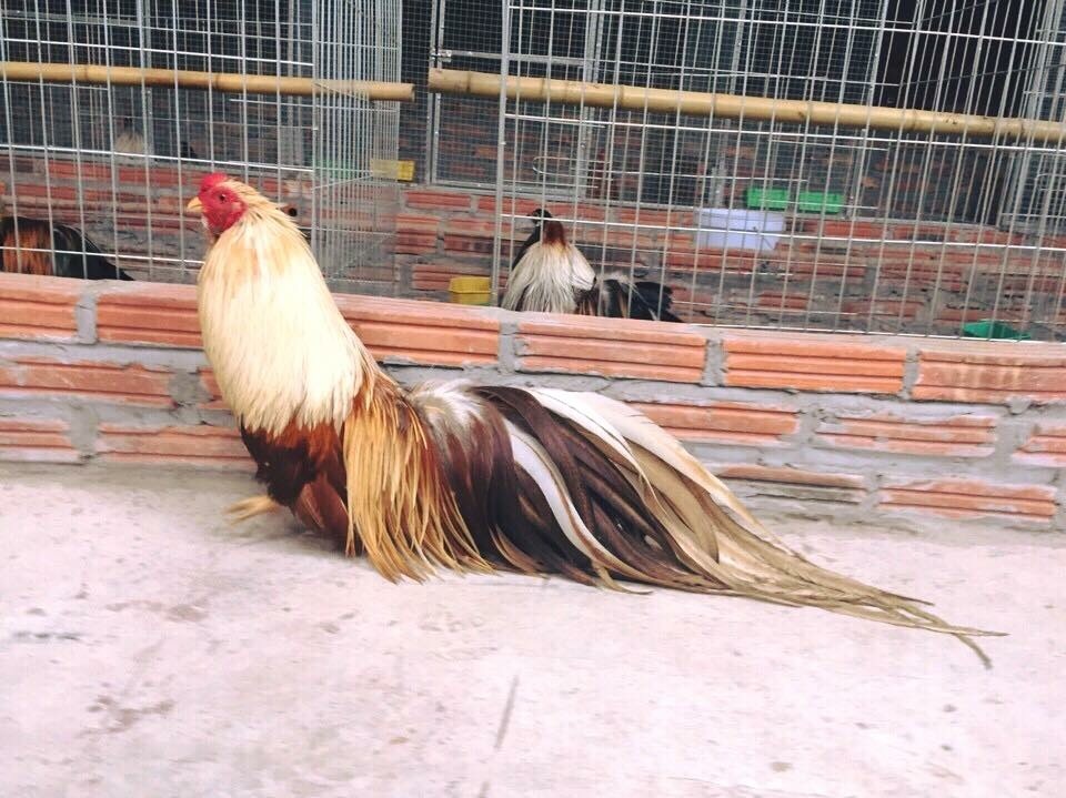 Một con gà Tân Châu 6 tháng tuổi sở hữu bộ lông màu cú độc, lạ với nhiều màu sắc sặc sỡ. Đặc biệt trên khuôn mặt, gà có bộ râu bóng bẩy, mượt mà ấn tượng. Theo nhiều dân chơi gà cảnh, để đúc ra những con gà Tân Châu đẹp, bộ lông độc thì yếu tố gà bố mẹ hết sức quan trọng. Ngoài ra, gà phải được chăm sóc theo một chế độ đặc biệt như: phải được tắm nắng, chải lông thường xuyên. Thức ăn đủ chất dinh dưỡng, ngoài rau cám, phải bổ sung các vitamin để gà tăng sức đề kháng và có bộ lông óng mượt.