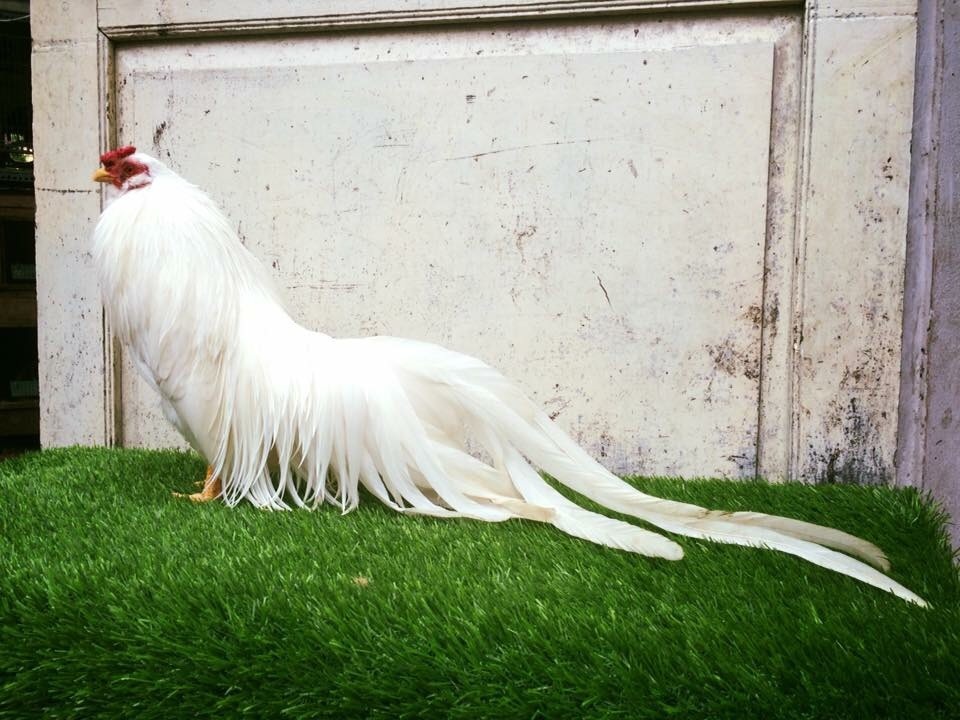 Gà Tân Châu màu Nhạn đuôi dài gần 1m, với dáng oai vệ và bó đuôi dày hiếm có. Hiện trên thị trường con gà này được định giá vào khoảng 10 – 12 triệu.