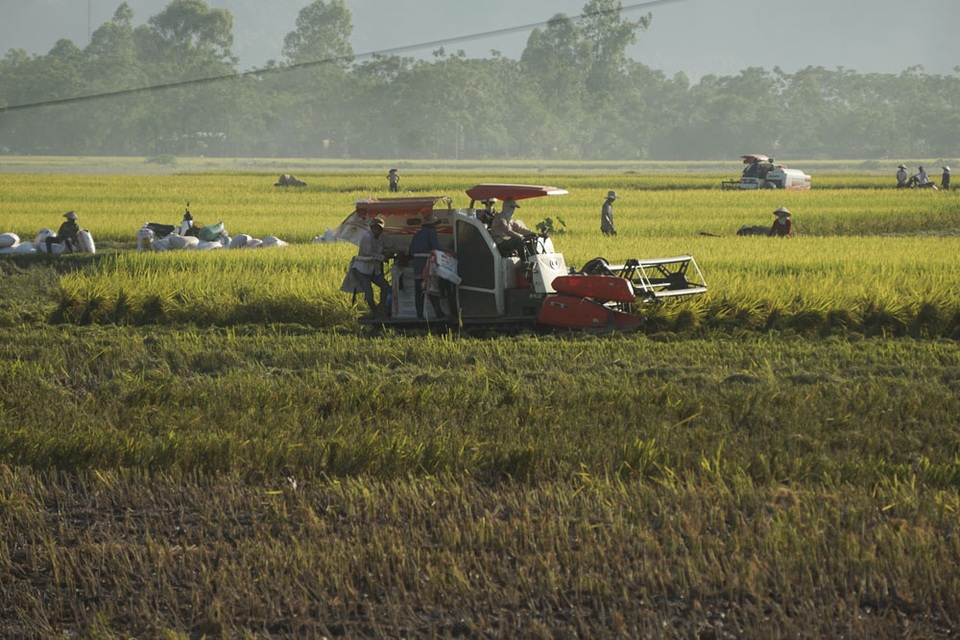Bắt các đối tượng thu tiền bảo kê của chủ máy gặt lúa - 1 Mỗi một gặt lúa muốn xuống đồng gặt thì phải nộp 2 - 3 triệu đồng tiền bảo kê, sự việc khiến người nông dân hết sức bức xúc.(Ảnh, minh hoạ).