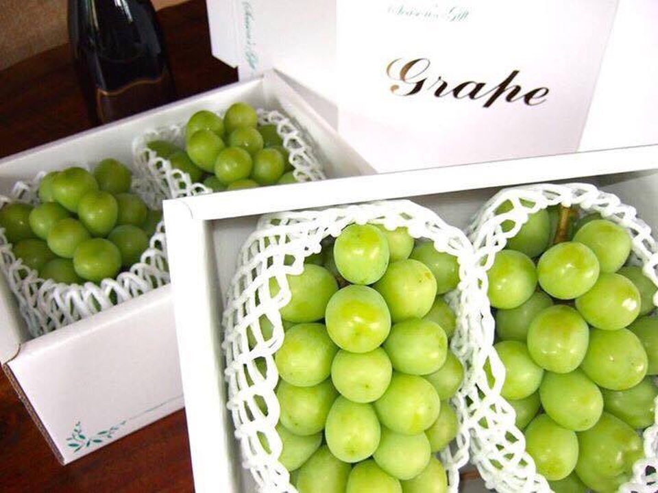 Những trái cây Nhật "siêu" cao cấp chỉ dành cho giới nhà giàu - 7 Loại nho này được xếp vào hạng cao cấp nhờ hương vị thơm ngon đặc biệt