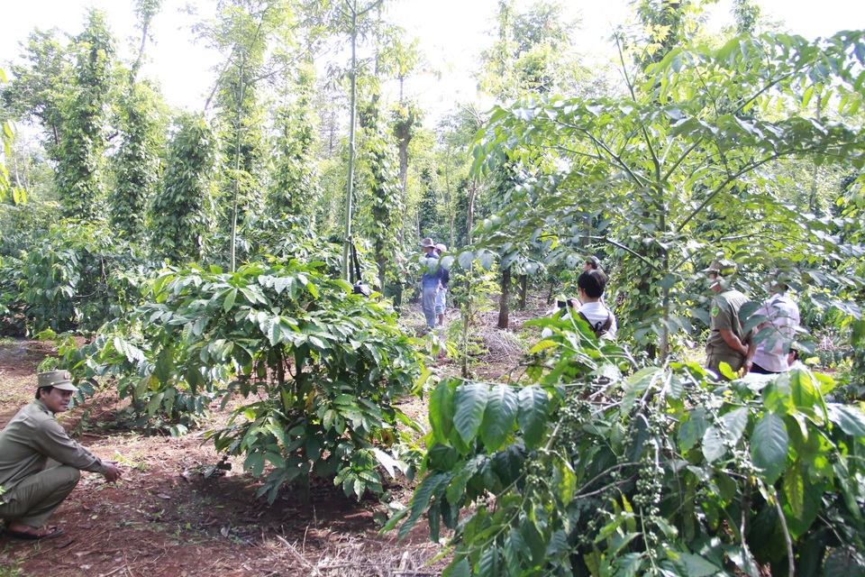 
Rẫy cà phê nơi phát hiện thi thể nạn nhân
