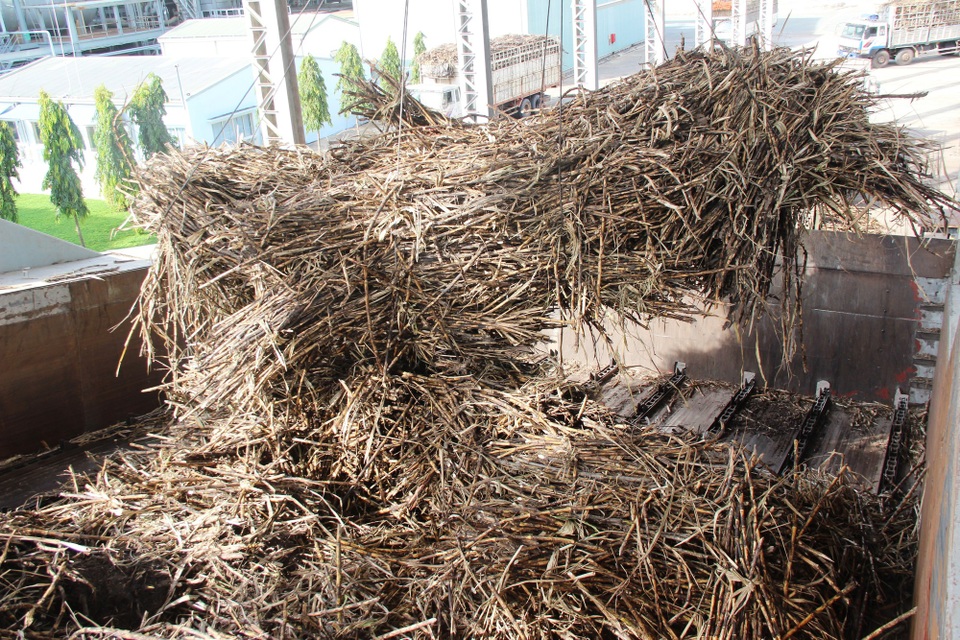 Gần 500 ha mía bị đốt trụi, hàng chục tỷ đồng ra tro - 1