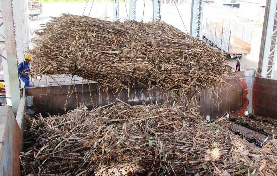 
Nông dân Tây Ninh đưa mía cháy về nhà máy đường Biên Hòa. Ảnh: Lê Đức Hoảnh - TTXVN
