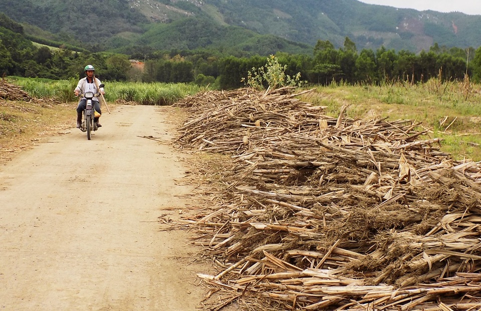 
Mía của người dân có nguy cơ thành củi, nay đã được giải cứu khi Nhà máy đường Khánh Hòa được phép hoạt động trở lại.
