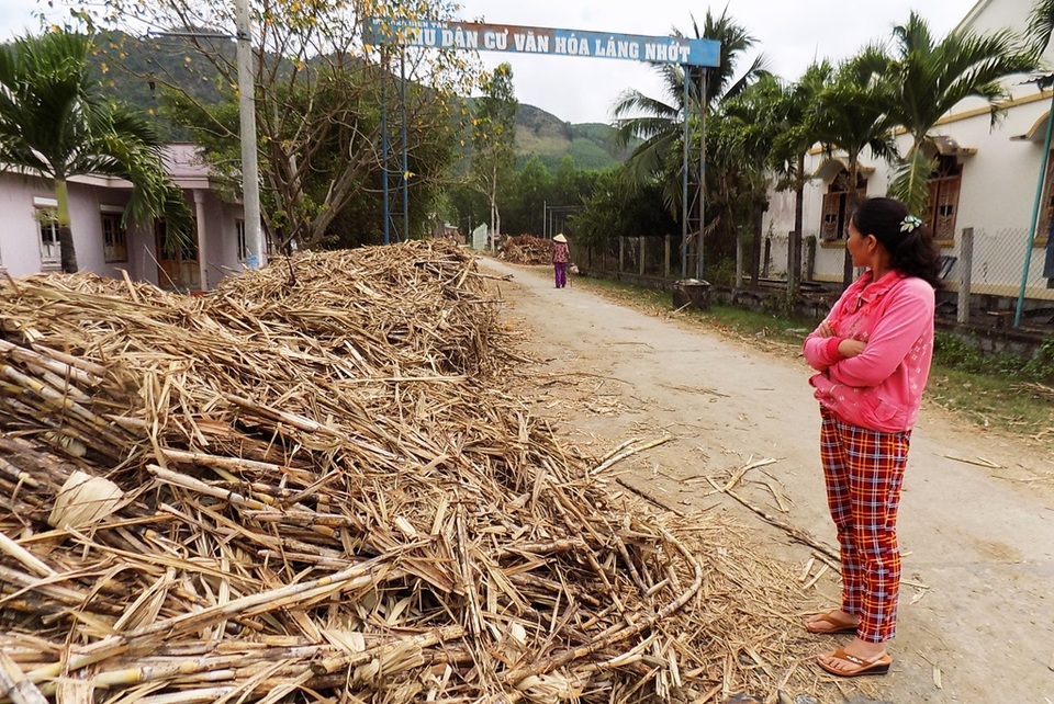 Dân điêu đứng vì mía sắp thành củi sau sự cố nhà máy đường - 3 Nhà máy gặp sự cố hệ thống nước thải chứ đâu gặp sự cố vận chuyển, cân đo mà sao không mua cho dân?”, ông Đồng Quốc Hùng (xã Diên Tân) băn khoăn