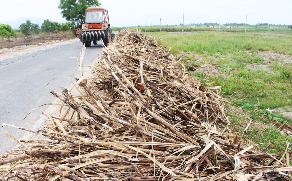Dân điêu đứng vì mía sắp thành củi sau sự cố nhà máy đường - 4 Nhiều vùng quê khác ở huyện Cam Lâm, thị xã Ninh Hòa cũng gặp cảnh tương tự. Tại thị xã Ninh Hòa, lượng mía tồn chủ yếu tập trung ở các xã như: Ninh Tây, Ninh Tân, Ninh Sim (thị xã Ninh Hòa), với ước tính hơn 1.000 tấn mía. Theo người dân, số mía này đã thu hoạch 10 ngày nay nhưng chưa bán được do sự cố nước thải Nhà máy Đường Khánh Hòa