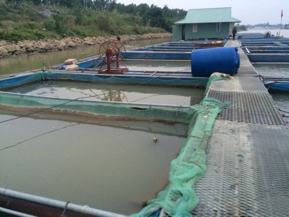 Nuôi lợn rừng, thả cá, đại tá về hưu kiếm hàng trăm triệu đồng mỗi năm - 2 Mỗi lồng cá có kích thước 6m x 6m và sâu 3m