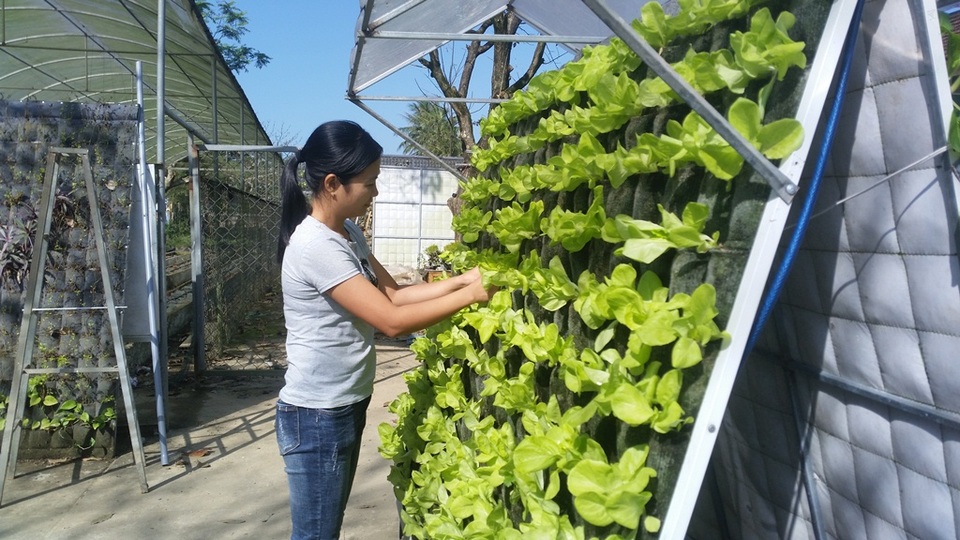 Các thành viên trong nhóm nghiên cứu đang chăm sóc cây trên hệ thống vườn treo