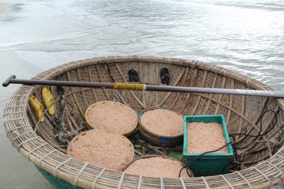 Ngư dân Đà Nẵng phấn khởi vì trúng đậm mùa ruốc - 3 Mỗi đêm, tàu của ngư dân có thể thu về từ 15 - 20 triệu đồng từ ruốc